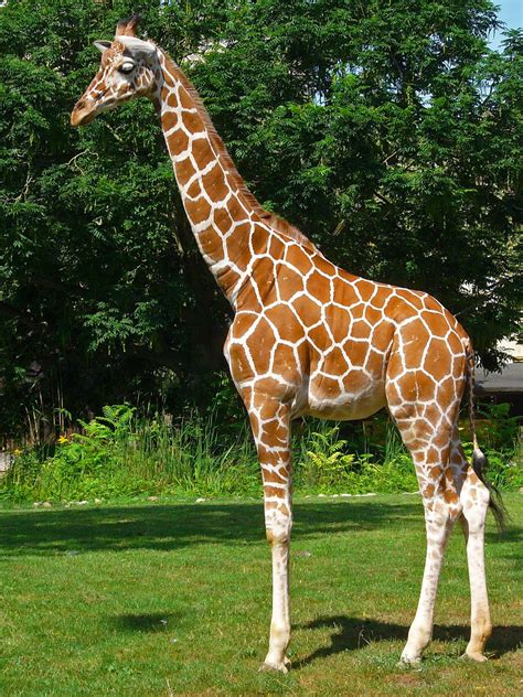 reticulated .